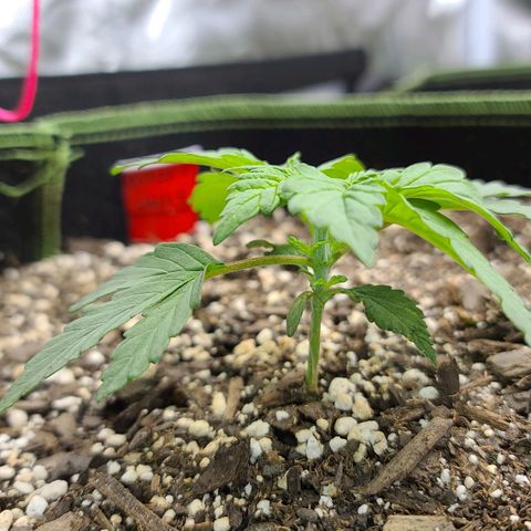 Critical Plus growlog photo: Pinched the 5th one... Couldn't remember if it was supposed to be the 5th or 6th...