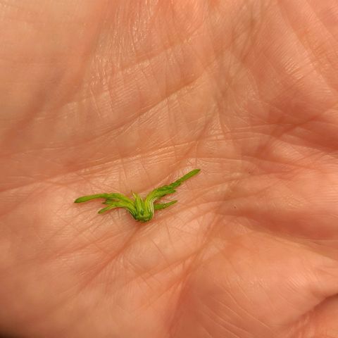Critical Plus growlog photo: Pinched the 5th one... Couldn't remember if it was supposed to be the 5th or 6th...