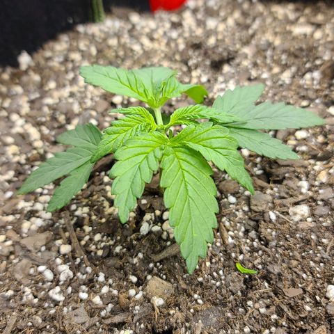 Critical Plus growlog photo: Pinched the 5th one... Couldn't remember if it was supposed to be the 5th or 6th...