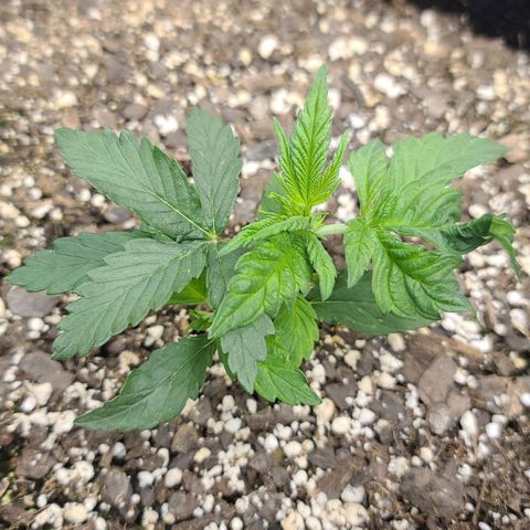 MediKit growlog timeline photo