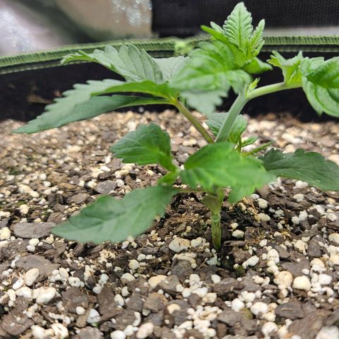 MediKit growlog timeline photo