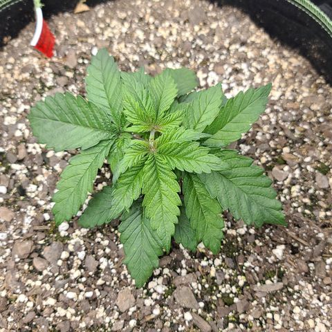 Purple Power growlog timeline photo