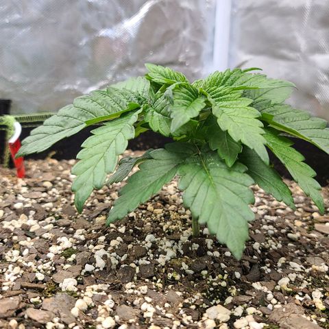 Purple Power growlog timeline photo