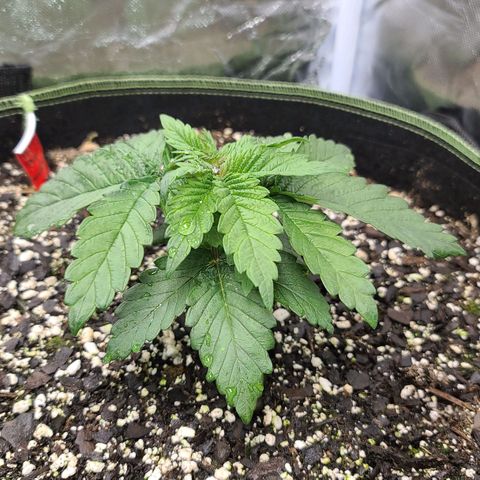Purple Power growlog timeline photo