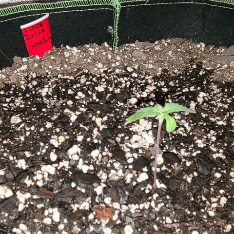Aurora Indica growlog timeline photo