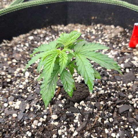 Critical Plus growlog timeline photo