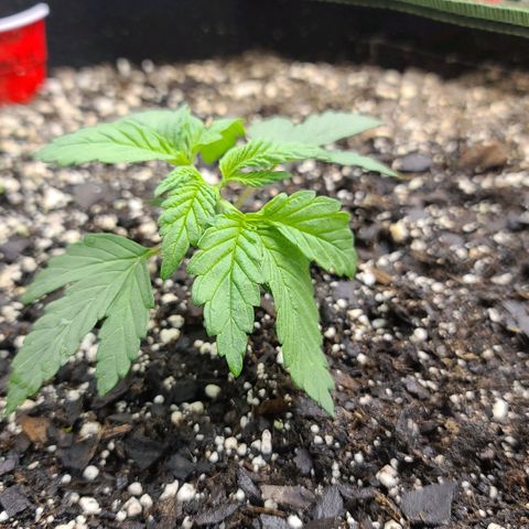 Critical Plus growlog timeline photo