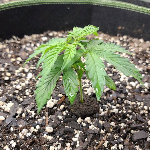 Jack Herer growlog timeline photo