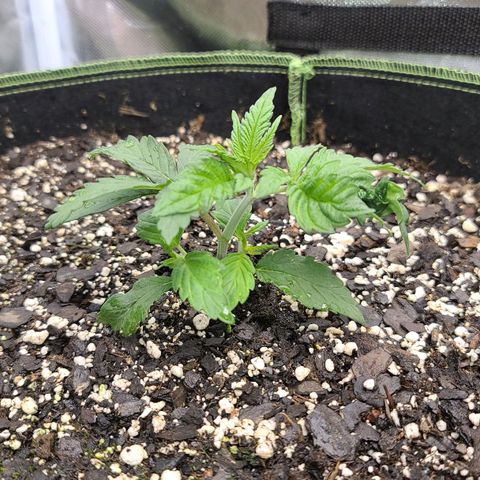 MediKit growlog timeline photo