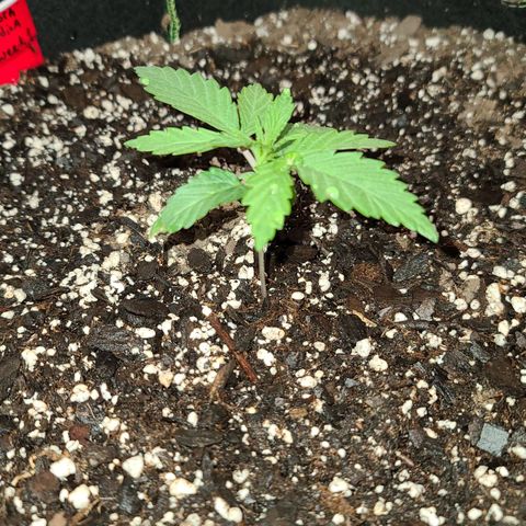 Aurora Indica growlog timeline photo