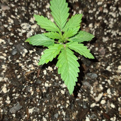Aurora Indica growlog timeline photo