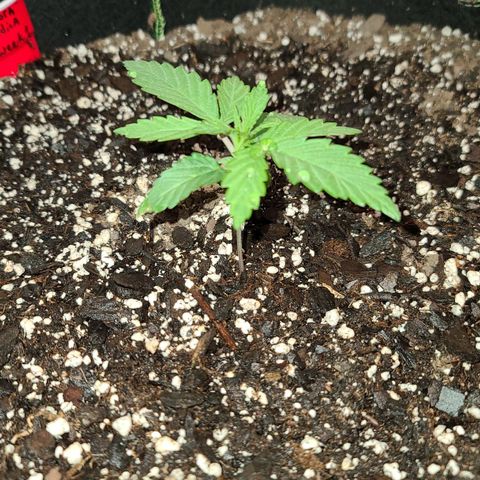 Aurora Indica growlog timeline photo