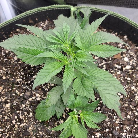 MediKit growlog timeline photo