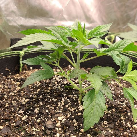MediKit growlog timeline photo