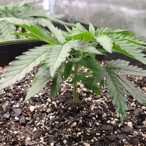 Jack Herer growlog timeline photo