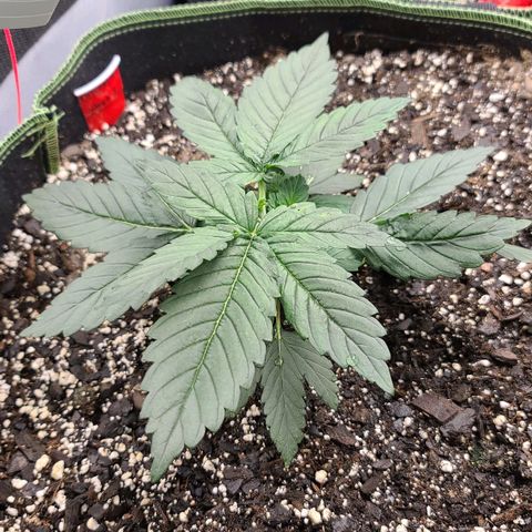 Critical Plus growlog timeline photo