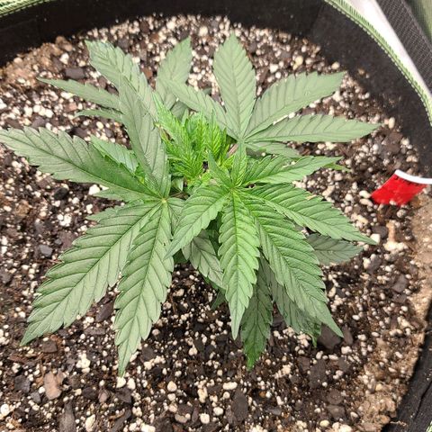 Jack Herer growlog timeline photo