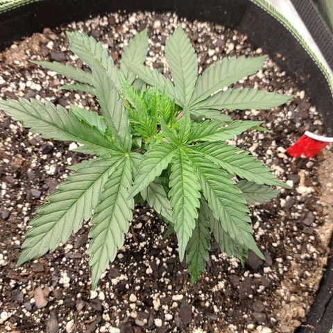 Jack Herer growlog timeline photo