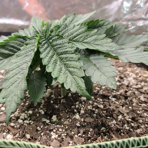 Purple Power growlog timeline photo