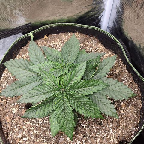 Purple Power growlog timeline photo