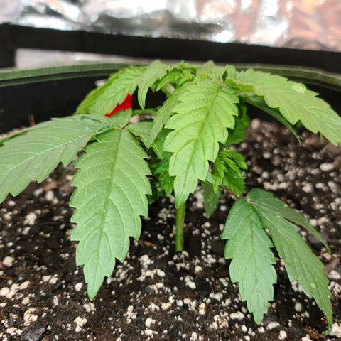 Aurora Indica growlog timeline photo