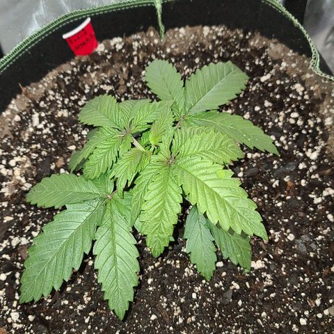 Aurora Indica growlog timeline photo