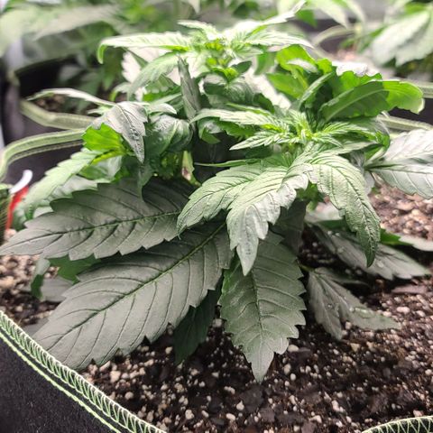Critical Plus growlog timeline photo