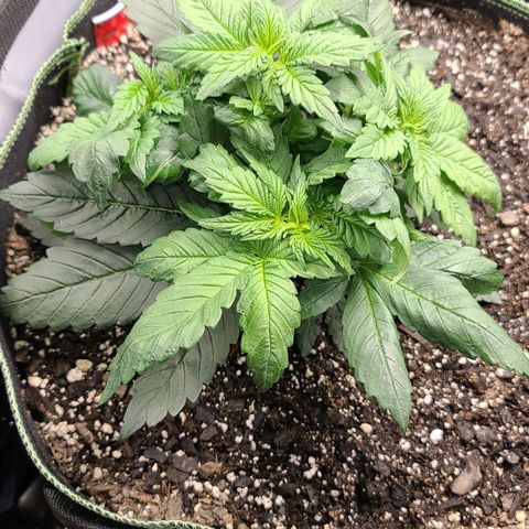 Critical Plus growlog timeline photo