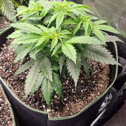 Jack Herer growlog timeline photo