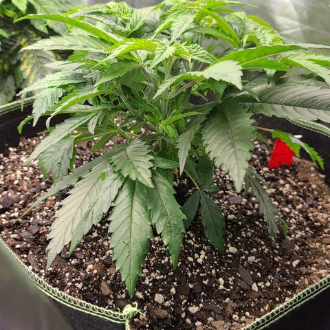 Jack Herer growlog timeline photo