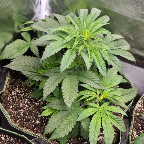 MediKit growlog timeline photo