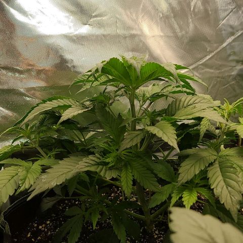 MediKit growlog timeline photo