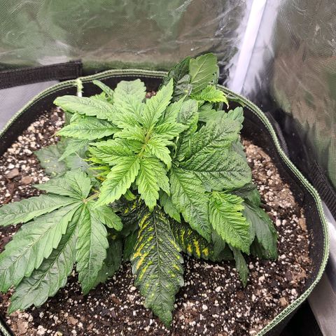 Purple Power growlog timeline photo