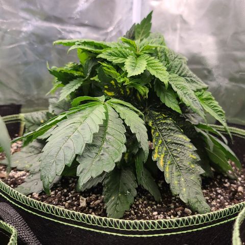 Purple Power growlog timeline photo