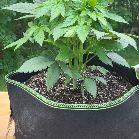 Aurora Indica growlog photo: Before LST