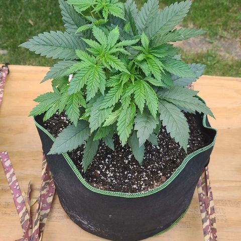 Aurora Indica growlog photo: Before LST