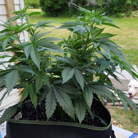 Jack Herer growlog photo: Before LST