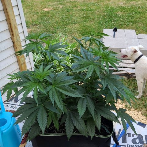 Jack Herer growlog photo: Before LST
