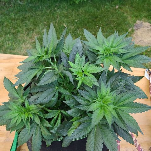 Critical Plus growlog photo: Before LST