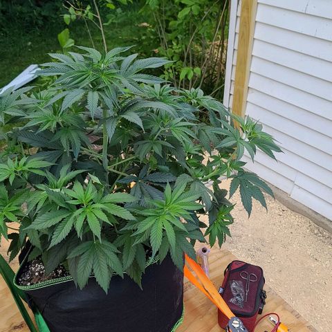 MediKit growlog photo: Before LST