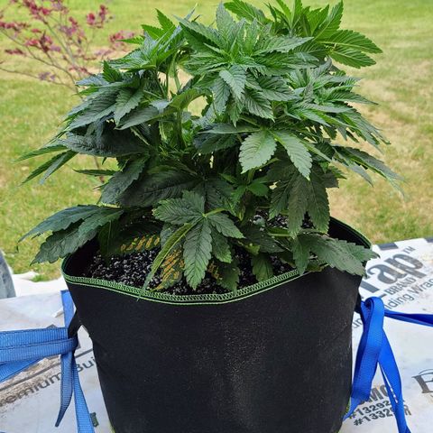 Purple Power growlog photo: Before LST