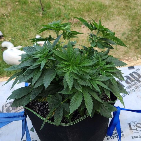 Purple Power growlog photo: Before LST