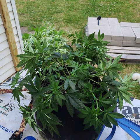 Jack Herer growlog photo: After LST