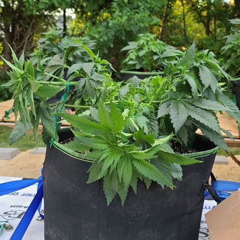 Purple Power growlog photo: After LST 