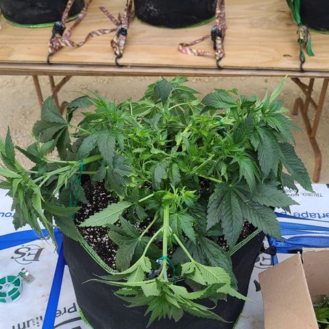 Purple Power growlog photo: After LST 