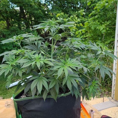 MediKit growlog timeline photo