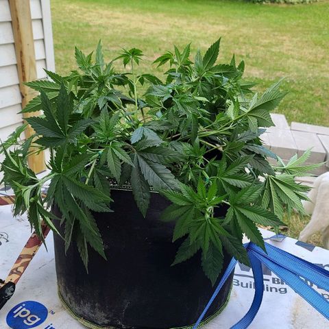 Jack Herer growlog timeline photo