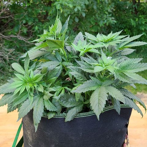 Critical Plus growlog timeline photo