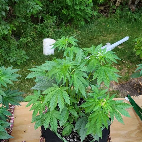 Aurora Indica growlog photo: Before LST