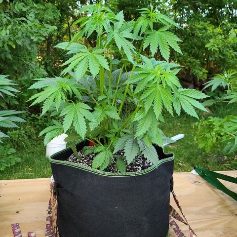 Aurora Indica growlog photo: Before LST